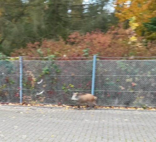 Wildschwein1 Wildschwein1