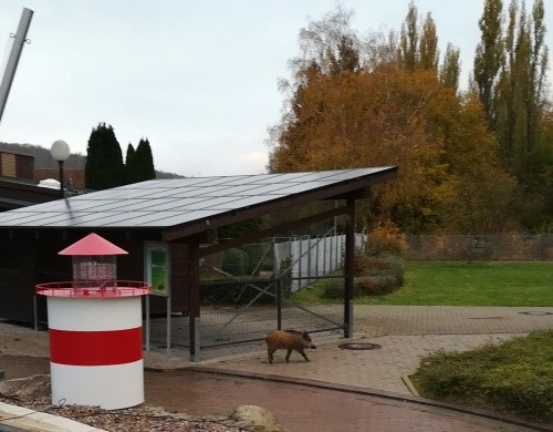 Wildschwein2 Wildschwein2